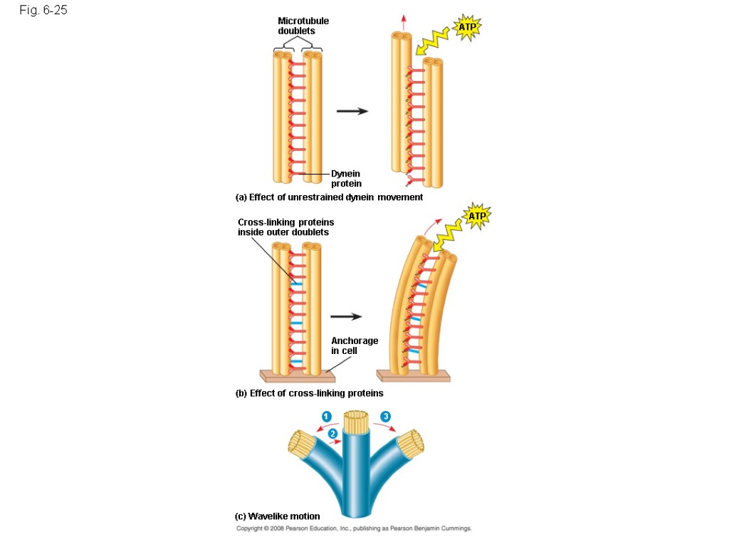 Fig. 6-25 Microtubule doublets Dynein protein ATP ATP (a) Effect of unrestrained dynein movement